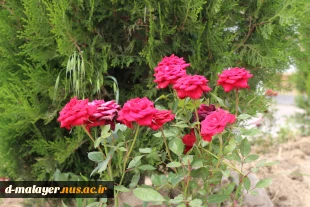کاشت گل های رز در محوطه دانشگاه و زیبا سازی محوطه 2