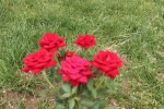 کاشت گل های رز در محوطه دانشگاه و زیبا سازی محوطه 3