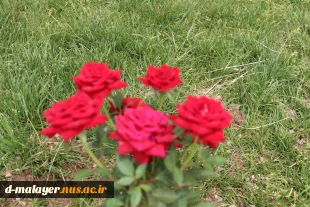 کاشت گل های رز در محوطه دانشگاه و زیبا سازی محوطه 3