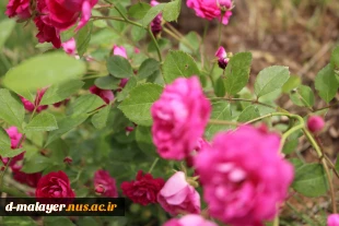 کاشت گل های رز در محوطه دانشگاه و زیبا سازی محوطه 4