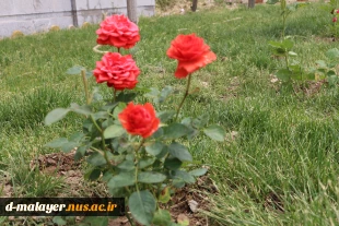 کاشت گل های رز در محوطه دانشگاه و زیبا سازی محوطه 5