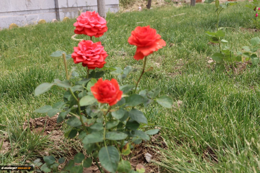 کاشت گل های رز در محوطه دانشگاه و زیبا سازی محوطه 5
