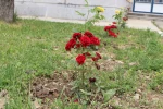 کاشت گل های رز در محوطه دانشگاه و زیبا سازی محوطه 6