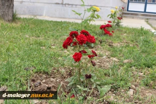 کاشت گل های رز در محوطه دانشگاه و زیبا سازی محوطه 6