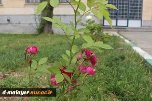 کاشت گل های رز در محوطه دانشگاه و زیبا سازی محوطه 7