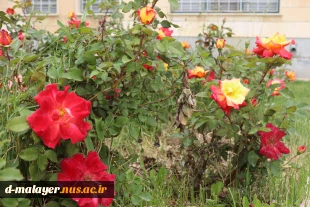 کاشت گل های رز در محوطه دانشگاه و زیبا سازی محوطه 8