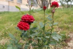 کاشت گل های رز در محوطه دانشگاه و زیبا سازی محوطه 9