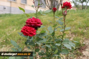 کاشت گل های رز در محوطه دانشگاه و زیبا سازی محوطه 9