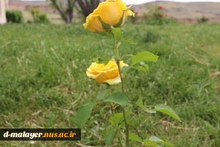 کاشت گل های رز در محوطه دانشگاه و زیبا سازی محوطه 10
