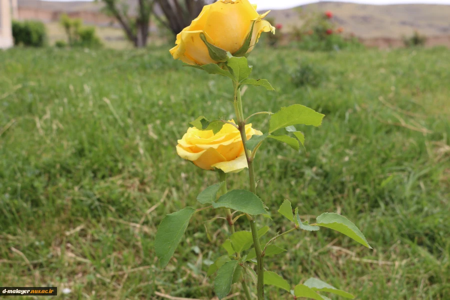 کاشت گل های رز در محوطه دانشگاه و زیبا سازی محوطه 10