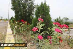 کاشت گل های رز در محوطه دانشگاه و زیبا سازی محوطه 11