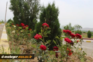 کاشت گل های رز در محوطه دانشگاه و زیبا سازی محوطه 12