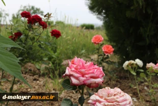 کاشت گل های رز در محوطه دانشگاه و زیبا سازی محوطه 18
