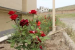 کاشت گل های رز در محوطه دانشگاه و زیبا سازی محوطه 14
