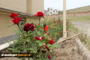 کاشت گل های رز در محوطه دانشگاه و زیبا سازی محوطه 14