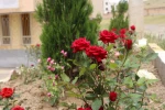 کاشت گل های رز در محوطه دانشگاه و زیبا سازی محوطه 15