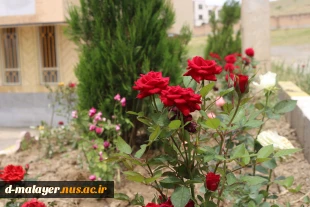 کاشت گل های رز در محوطه دانشگاه و زیبا سازی محوطه 15