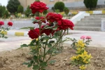 کاشت گل های رز در محوطه دانشگاه و زیبا سازی محوطه 19