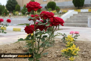 کاشت گل های رز در محوطه دانشگاه و زیبا سازی محوطه 19