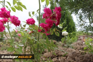 کاشت گل های رز در محوطه دانشگاه و زیبا سازی محوطه 20