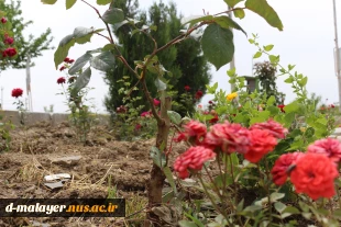 کاشت گل های رز در محوطه دانشگاه و زیبا سازی محوطه 21