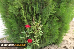 کاشت گل های رز در محوطه دانشگاه و زیبا سازی محوطه 17