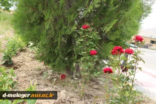 کاشت گل های رز در محوطه دانشگاه و زیبا سازی محوطه 16