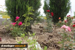 کاشت گل های رز در محوطه دانشگاه و زیبا سازی محوطه 22