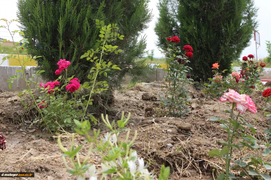 کاشت گل های رز در محوطه دانشگاه و زیبا سازی محوطه 22